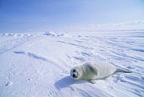 Harp seal (Phoca groenlandicus) pup lying on snow, Gulf of St Lawrence, Canada