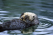 Californian sea otter (Enhydra lutris) lying on back with paws over its eyes, Monterey Bay, California, USA