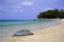 Green sea turtle (Chelonia mydas) on beach, Midway Islands, Pacific Ocean, USA