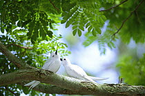 Two Indian Ocean White Terns (Gygis alba candida) one grooming the other on branch, Midway Islands, Pacific Ocean, USA