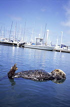 Californian sea otter (Enhydra lutris) lying on back near harbour, Monterey Bay, California, USA