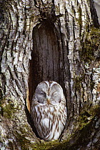 Ezo / Japanese ural owl (Strix uralensis japonica) sleeping in tree hollow, Shibecha City, Hokkaido, Japan