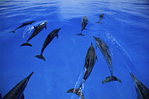 Pod of Hawaiian / Long snouted / Gray's spinner dolphins (Stenella longirostris longirostris) just below the surface, Midway Islands, Pacific Ocean, USA