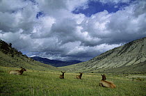 Four Elk (Cervus canadensis) lying, Yellowstone National Park, USA
