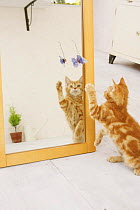 American shorthair kitten pawing model butterfly hanging from mirror