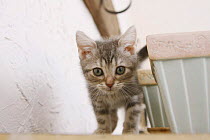 American shorthair kitten walking behind objects