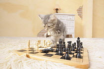 American shorthair kitten on chess board chewing a piece held between paws