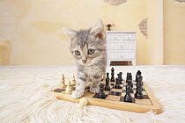 American shorthair kitten walking over chess board