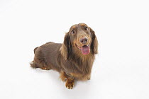 Domestic dog, Miniature dachshund