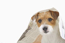 Domestic dog, Jack russell terrier underneath a sheet of newspaper