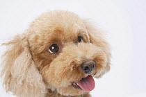 Domestic dog, Toy poodle