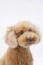 Domestic dog, Toy poodle