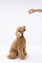 Domestic dog, Toy poodle looking up at treat being held above its head