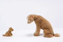 Domestic dog, Toy poodle with a cuddly toy poodle