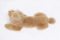 Domestic dog, Toy poodle viewed from above
