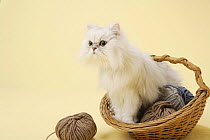 Chinchilla silver persian cat in a basket full of balls of wool