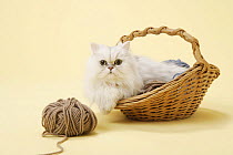 Chinchilla silver persian cat lying in a basket with balls of wool