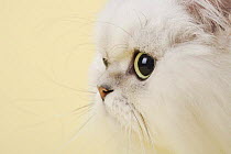 Close up of Chinchilla silver persian cat face