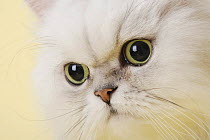 Close-up of Chinchilla silver persian cat face