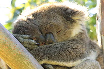 Koala (Phascolarctos cinereus) with young sleeping in tree, Kangaroo Island, South Australia