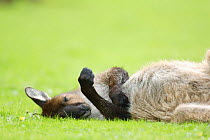 Western grey kangaroo, Kangaroo Island subspecies (Macropus fuliginosus fuliginosus) lying on ground sleeping, South Australia