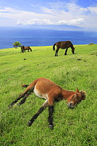 Misaki pony / Misakiuma foal sleeping, with others grazing, Toimisaki, Miyazaki Prefecture, Japan