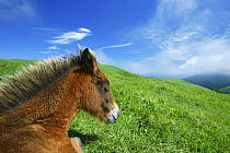 Misaki pony / Misakiuma foal, Toimisaki, Miyazaki Prefecture, Japan