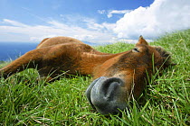 Young Misaki pony / Misakiuma sleeping, Toimisaki, Miyazaki Prefecture, Japan