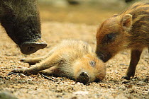 Young Japanese wild boar (Sus scrofa leucomystax) sleeping being sniffed by adult and other baby, Ashiya, Hyogo Prefecture, Japan