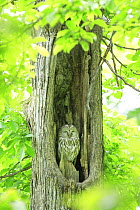 Ezo / Japanese ural owl (Strix uralensis japonica) sleeping in tree hollow, Mikasa, Hokkaido, Japan