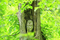 Ezo / Japanese ural owl (Strix uralensis japonica) sleeping in tree hollow, Mikasa, Hokkaido, Japan