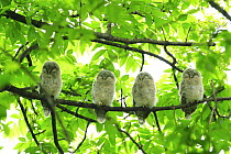 Four Ezo / Japanese ural owls (Strix uralensis japonica) sleeping on a branch, Mikasa, Hokkaido, Japan