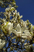 Magnolia tree in flower (Magnolia x soulangeana) alba superba,  Wales, UK