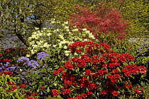 Azalea and Rhododendron bushes flowering in garden, North Wales, UK, April
