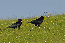 Chough (Pyrrhocorax pyrrhocorax) two feeding in meadow near South Stack, Anglesey, North Wales, UK