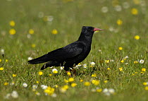 Chough ( Pyrrhocorax pyrrhocorax) feeding in meadow near South Stack, Anglesey, North Wales, UK