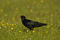 Chough ( Pyrrhocorax pyrrhocorax) feeding in meadow near South Stack, Anglesey, North Wales, UK