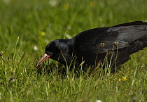 Chough ( Pyrrhocorax pyrrhocorax) feeding in meadow, grub of Leather jacket in bill, South Stack, Anglesey, North Wales, UK