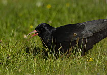 Chough (Pyrrhocorax pyrrhocorax) feeding in meadow, grub of Leather Jacket in bill, South Stack, Anglesey, North Wales, UK