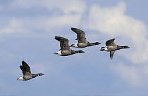 Dark Bellied Brent Geese (Branta bernicla) flock in flight over Menai Straits, Gwynedd, North Wales, UK.