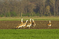 Great Bustards (Otis tarda) group of immature males on agricultural land, Austria / Hungarian border, April 2008