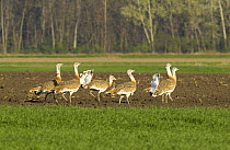 Great Bustards (Otis tarda) group of immature males on agricultural land, Austria / Hungarian border, April 2008