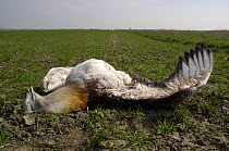 Great Bustard (Otis tarda) adult male Killed by overhead power line, Austria / Hungary border, April 2008