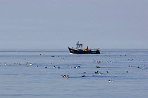 Flock of Guillemots (Uria aalge) on the sea with fishing vessel beyond, off the Lleyn Peninsula, Gwynedd, North Wales, UK. June 2009