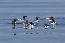 Guillemot (Uria aalge) courting group on the sea surface, off the Lleyn Peninsula, Gwynedd, North Wales, UK.