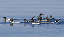 Guillemot (Uria aalge) courting group on the sea surface, off the Lleyn Peninsula, Gwynedd, North Wales, UK.