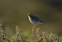 Meadow Pippit (Anthus pratensis) perched on gorse, carrying insects back to a nest. South Stack, Anglesey, North Wales, UK.