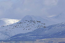 Pale Bellied Brent Geese (Branta bernicla hrota) flock in flight with the snow covered mountains of Snowdonia in the background, Menai Straits, Gwynedd, North Wales, UK. March 2009