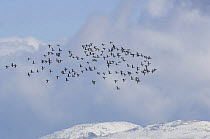 Pale Bellied Brent Geese (Branta bernicla hrota) flock in flight with the snow covered mountains of Snowdonia in the background, Menai Straits, Gwynedd, North Wales, UK. March 2009