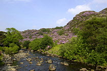 Rhododendron bushes flowering, introduced to the UK and now invading moorland, growing wild in great abundance. Beddgelert, Gwynedd, North Wales, UK. June 2009